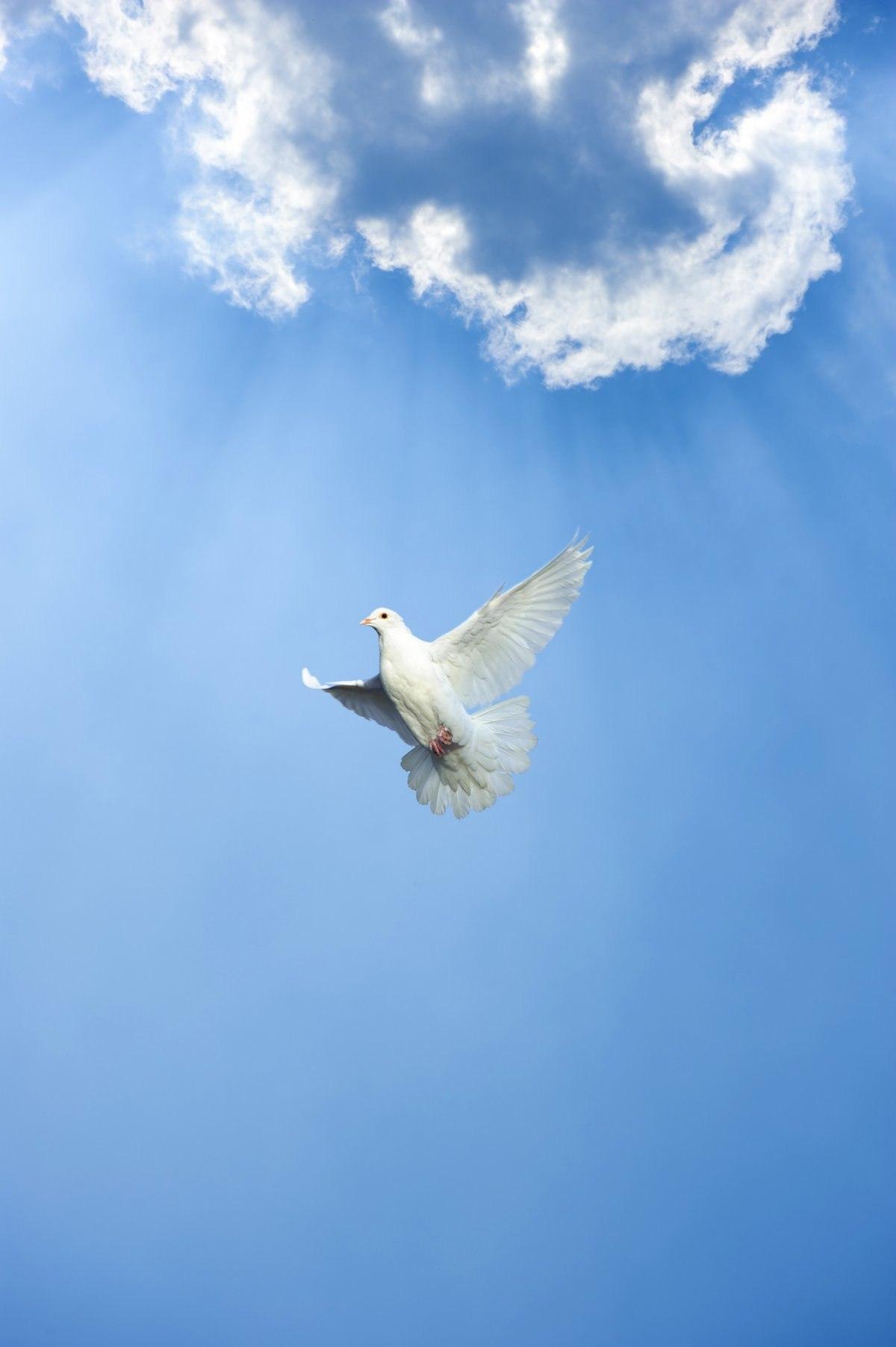 Стая голубей в небе изображение_Фото номер 500715983_JPG Формат  изображения_ru.lovepik.com