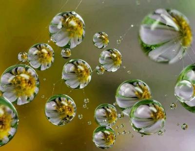 Космея - капли дождя и цветы · бесплатная фотография от 78999437 - картинки  на Fonwall