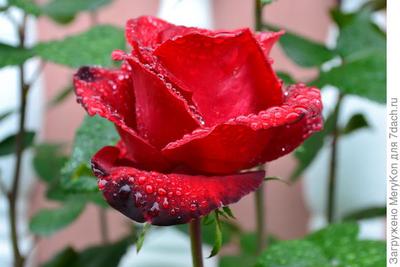 Капельки воды макротипа капли воды закрываются на цветке азалии в цветах  сезона дождей красных розовых Стоковое Изображение - изображение  насчитывающей пинк, дождь: 197059897