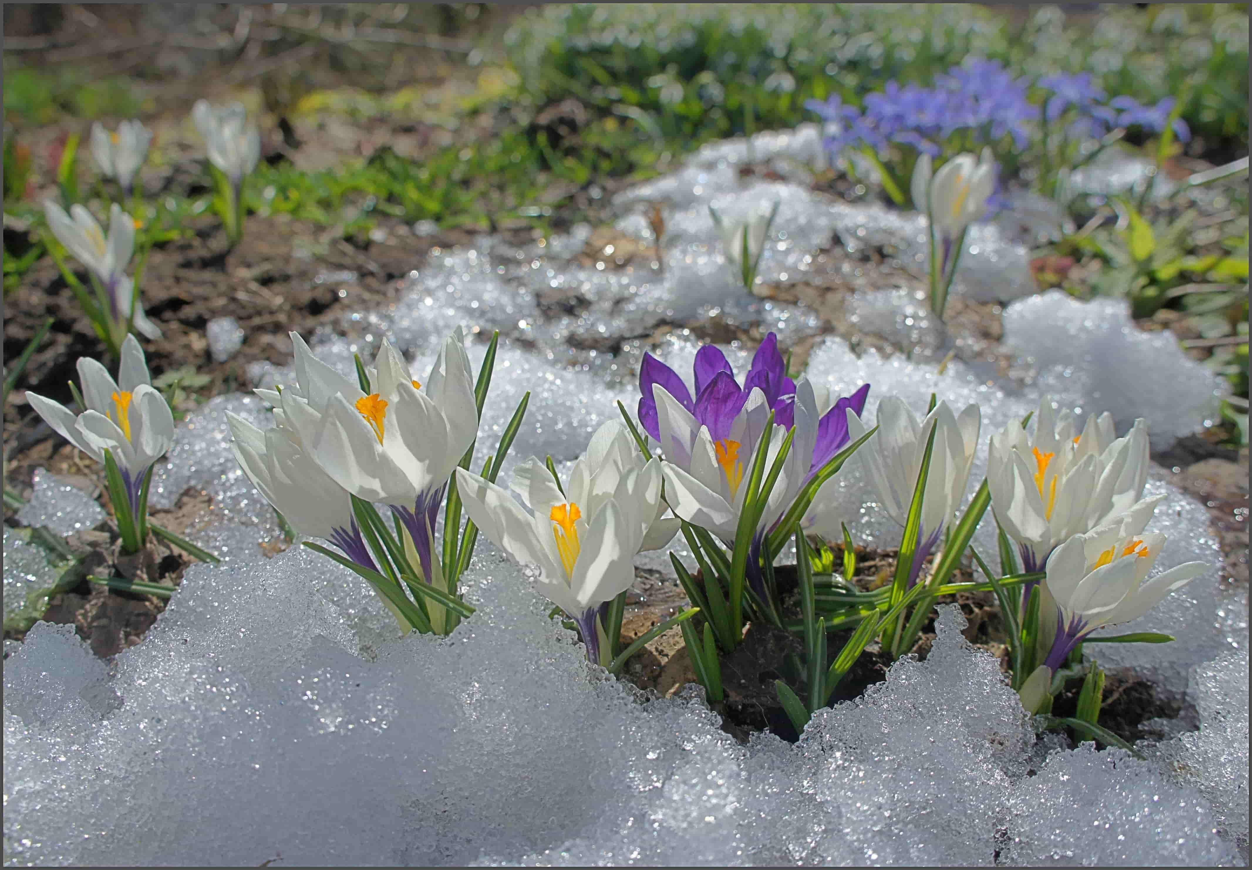 Горы С Таянием Снега Конец Зимы Начало Весны Киргизия — стоковые фотографии  и другие картинки Весна - iStock