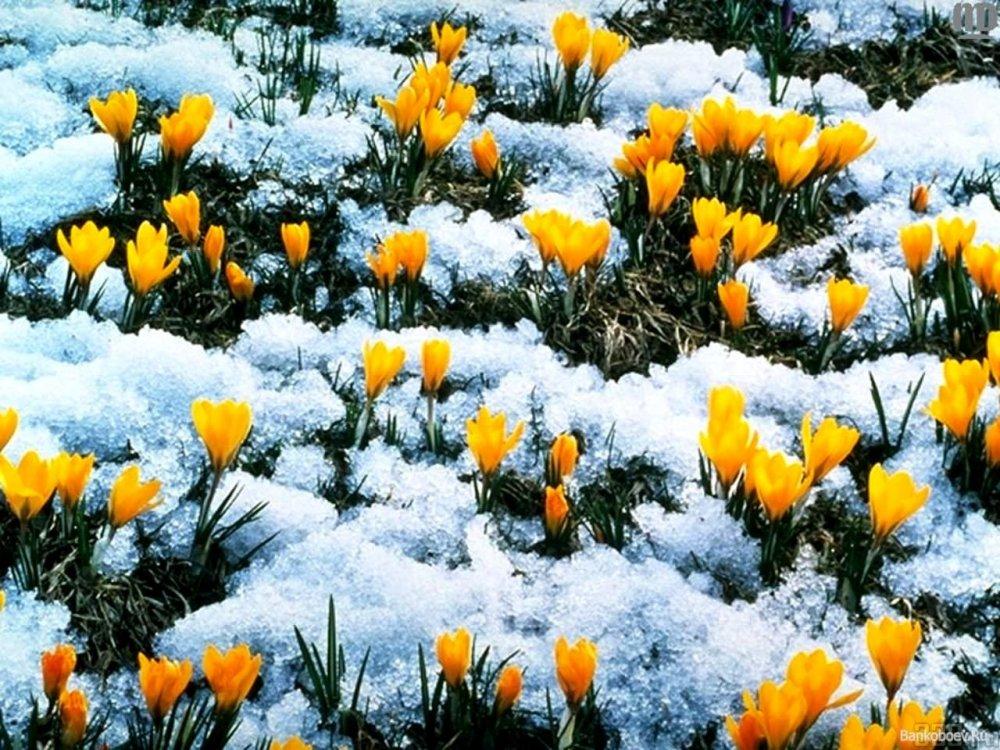 Конец зимы и начало весны стоковое изображение. изображение насчитывающей  заполнено - 50776989