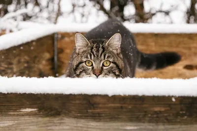 Несколько пород домашних кошек, которые готовы к зимним прогулкам | Пикабу