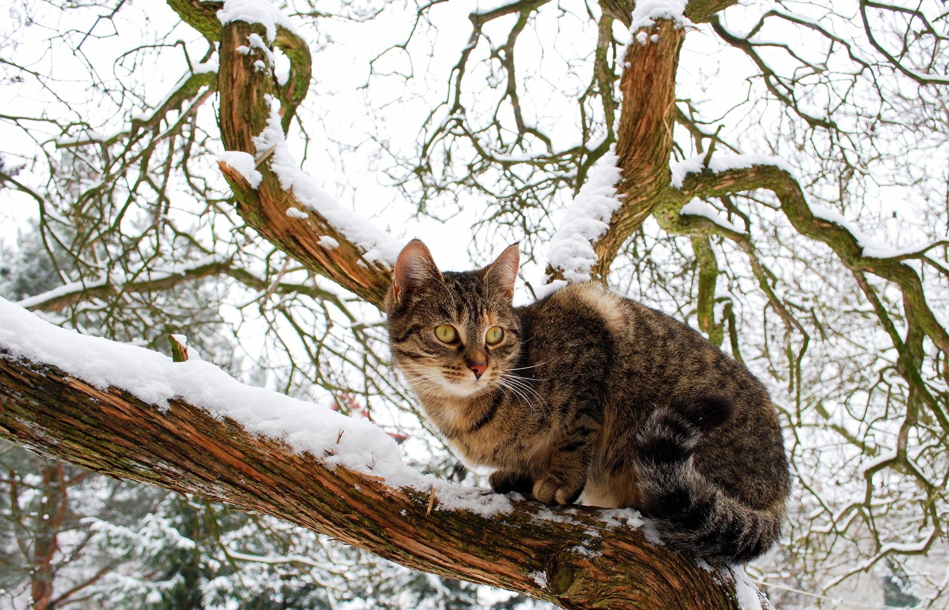 Бездомные кошки зимой. Обсуждение на LiveInternet - Российский Сервис  Онлайн-Дневников