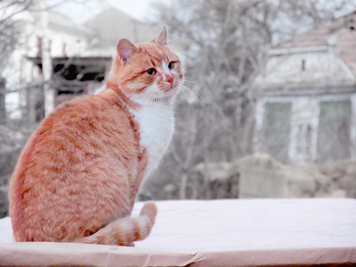 Сонливость и влажные глаза: что нужно знать об иммунитете кошки зимой -  Волга-медиа