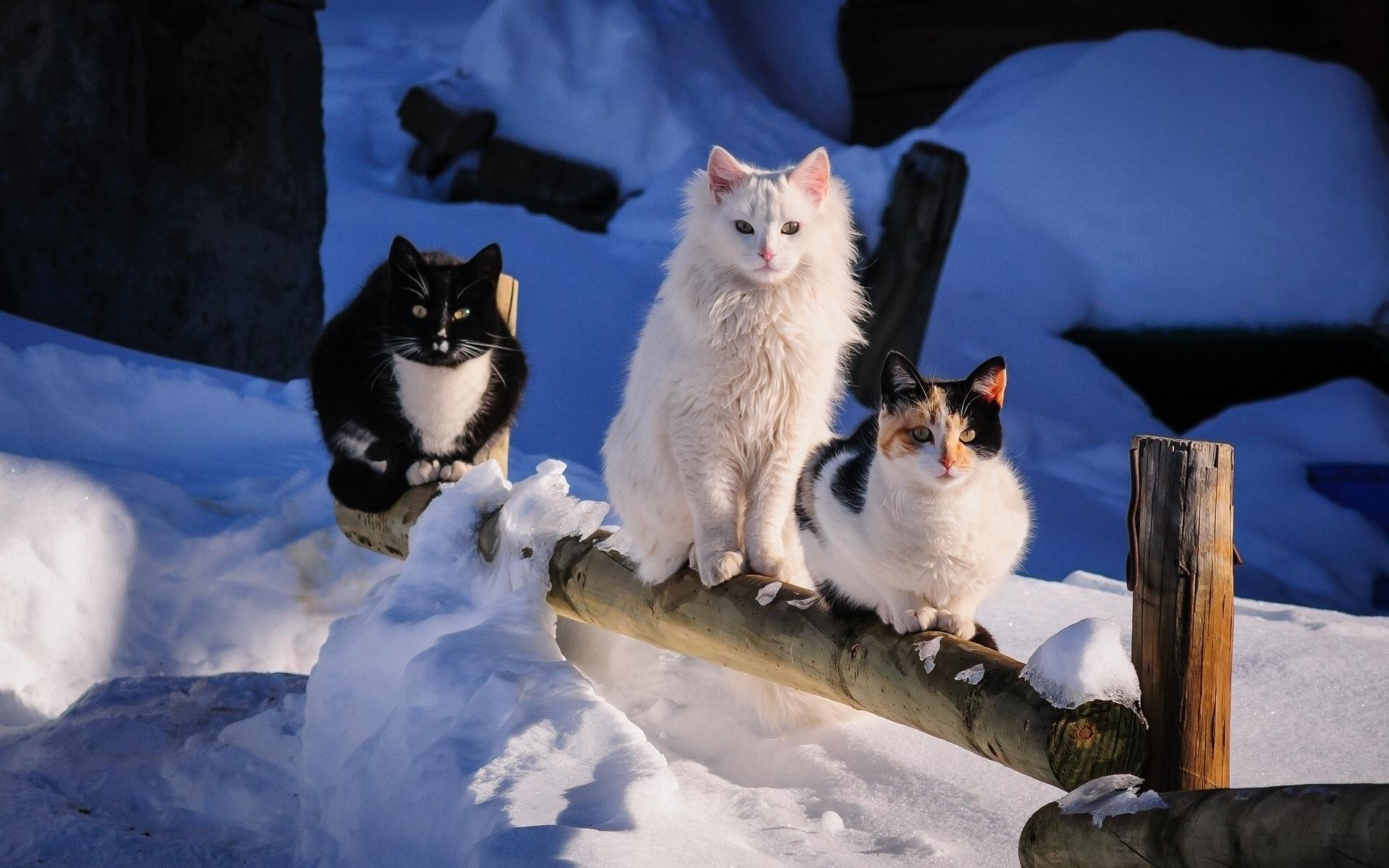Нюансы содержания кошки в зимний период - kotello.ru
