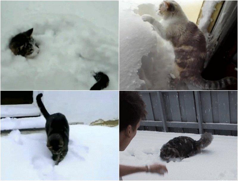 Кошка зимой в снегу стоковое изображение. изображение насчитывающей  млекопитающее - 159533565