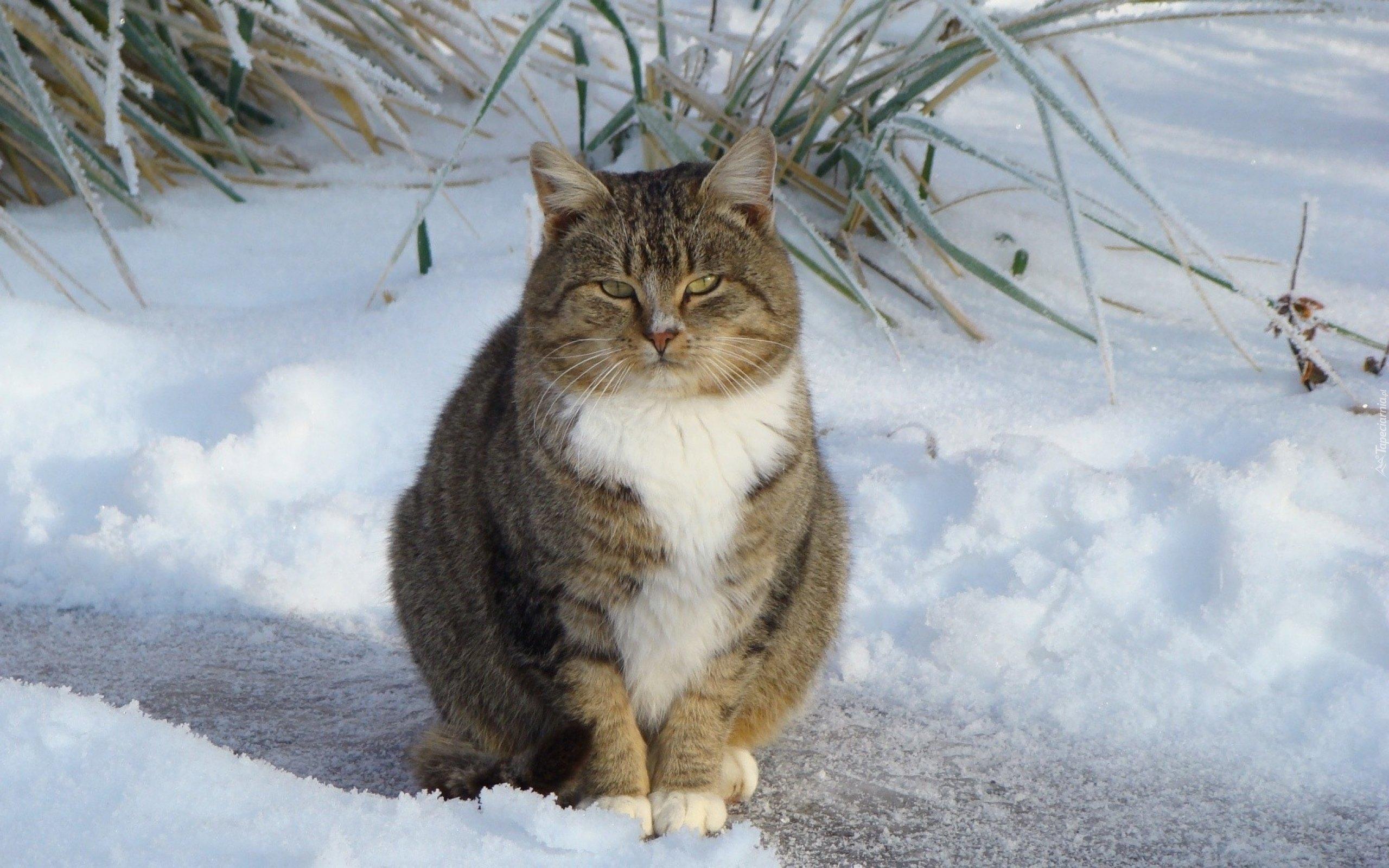 Благородная кошка, зима голубые глаза…» — создано в Шедевруме
