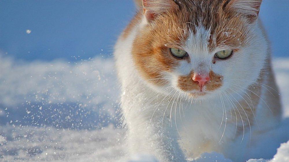 Кошки В Снегу Зимой — стоковые фотографии и другие картинки Без людей - Без  людей, Белый, Вертикальный - iStock