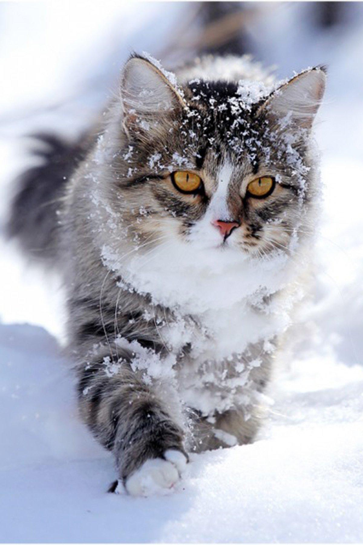 Зимний кот (35 фото) - 35 фото