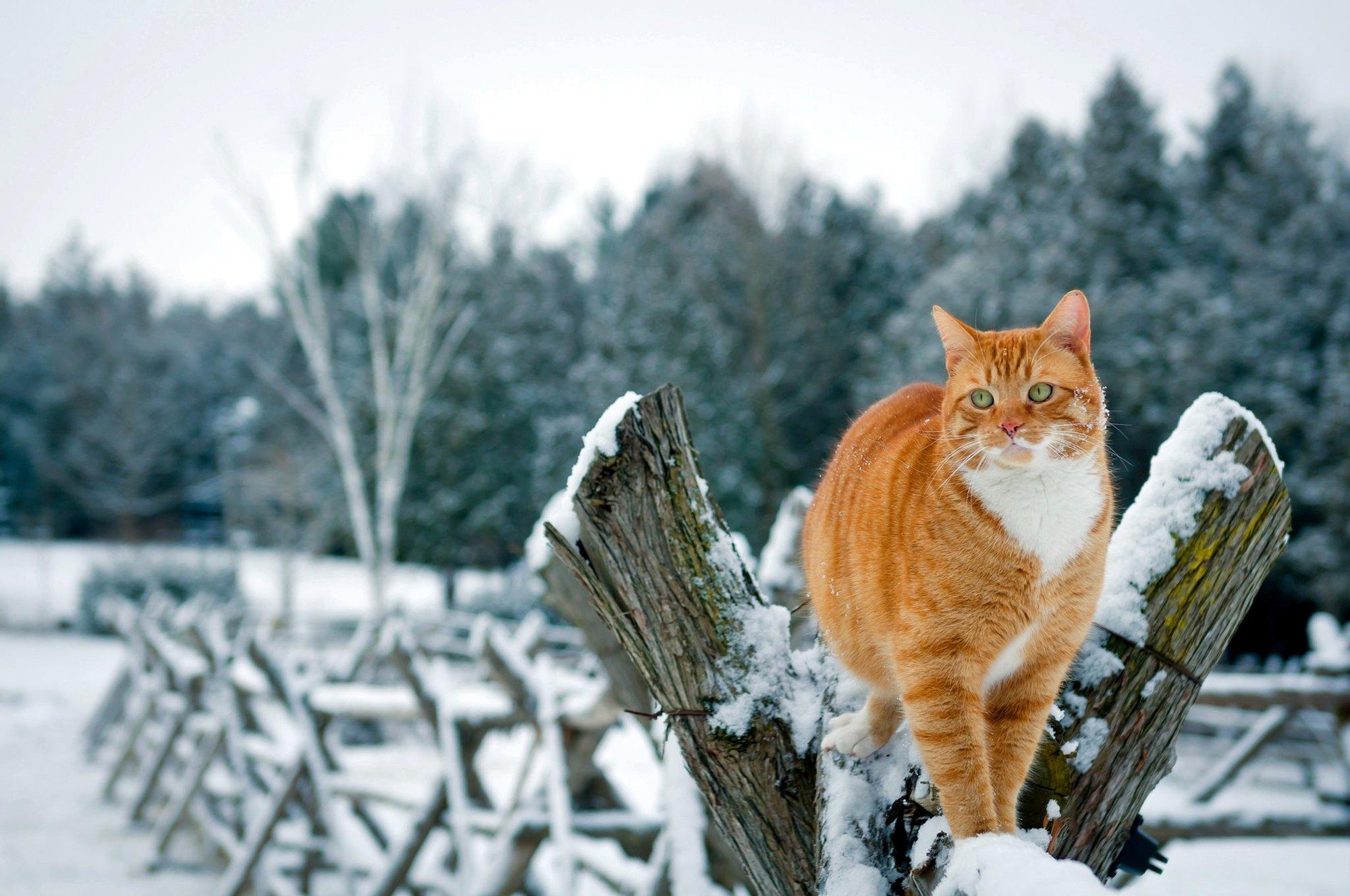Котики зимой (56 фото) - 56 фото