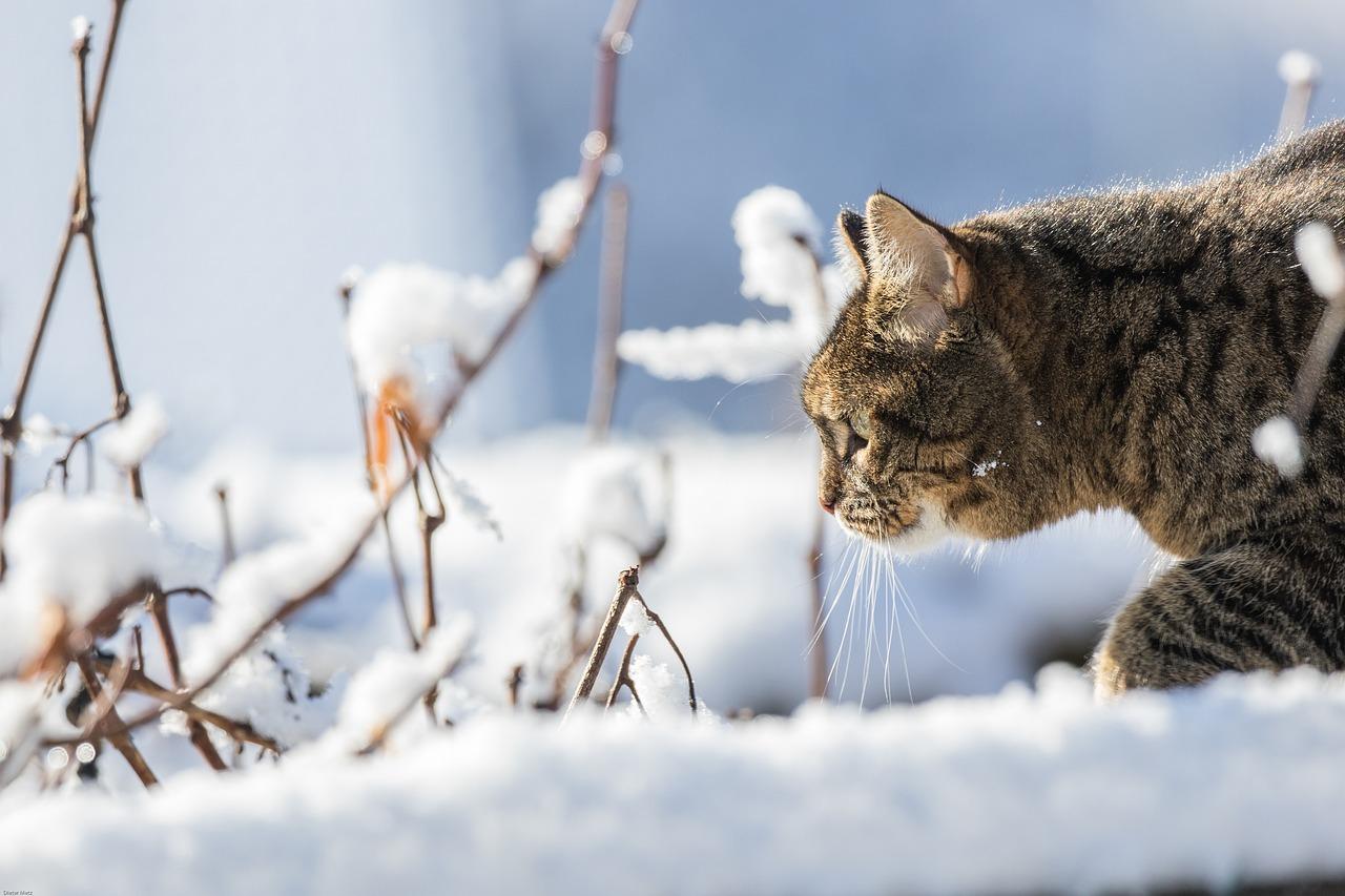Котик зимой» — создано в Шедевруме