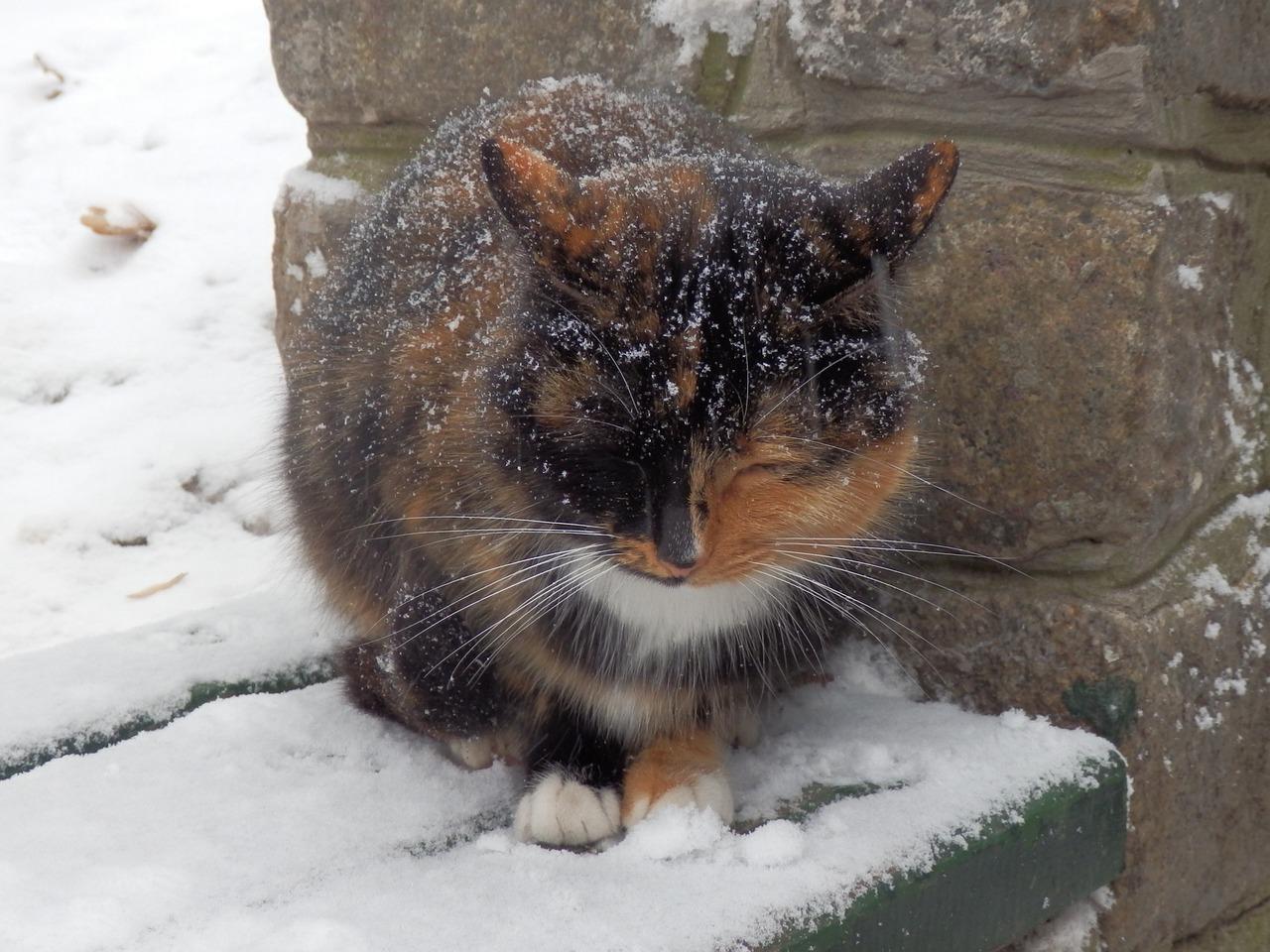 Котёнок зимой» — создано в Шедевруме