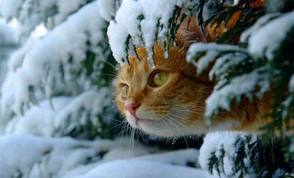 Скачать 1920x1080 кошка, кот, рыжий, лапы, лежит, снег, зима, природа обои,  картинки full hd, hdtv, fhd, 1080p