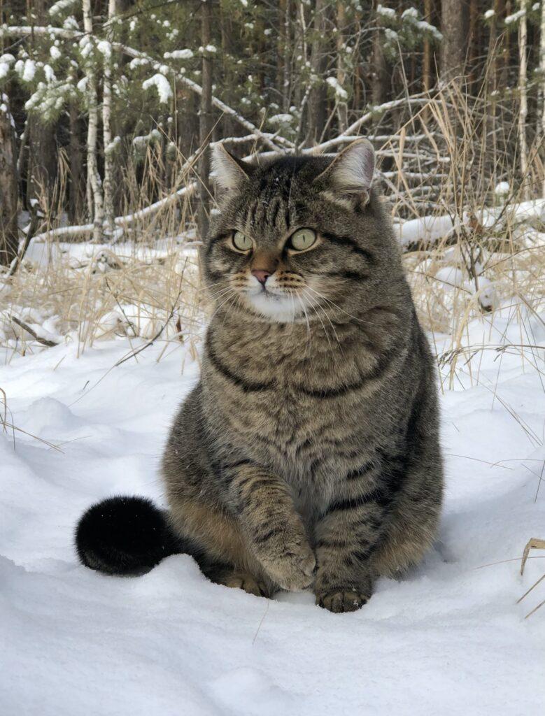 Зимний кот (35 фото) - 35 фото