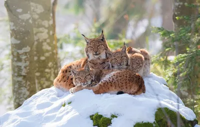 Волшебные моменты: зимние фото диких зверей | Диких животных зимой Фото  №797476 скачать