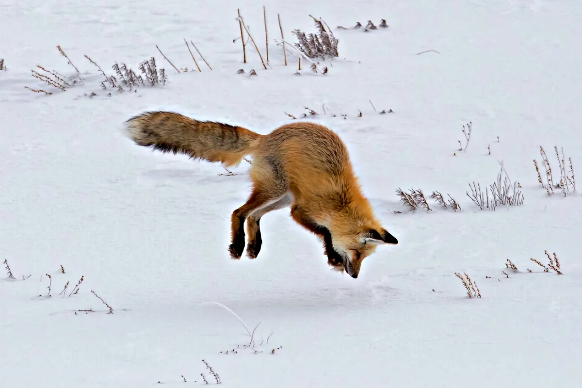 Почему зимой лисы вот так странно торчат из снега? | Книга животных | Дзен