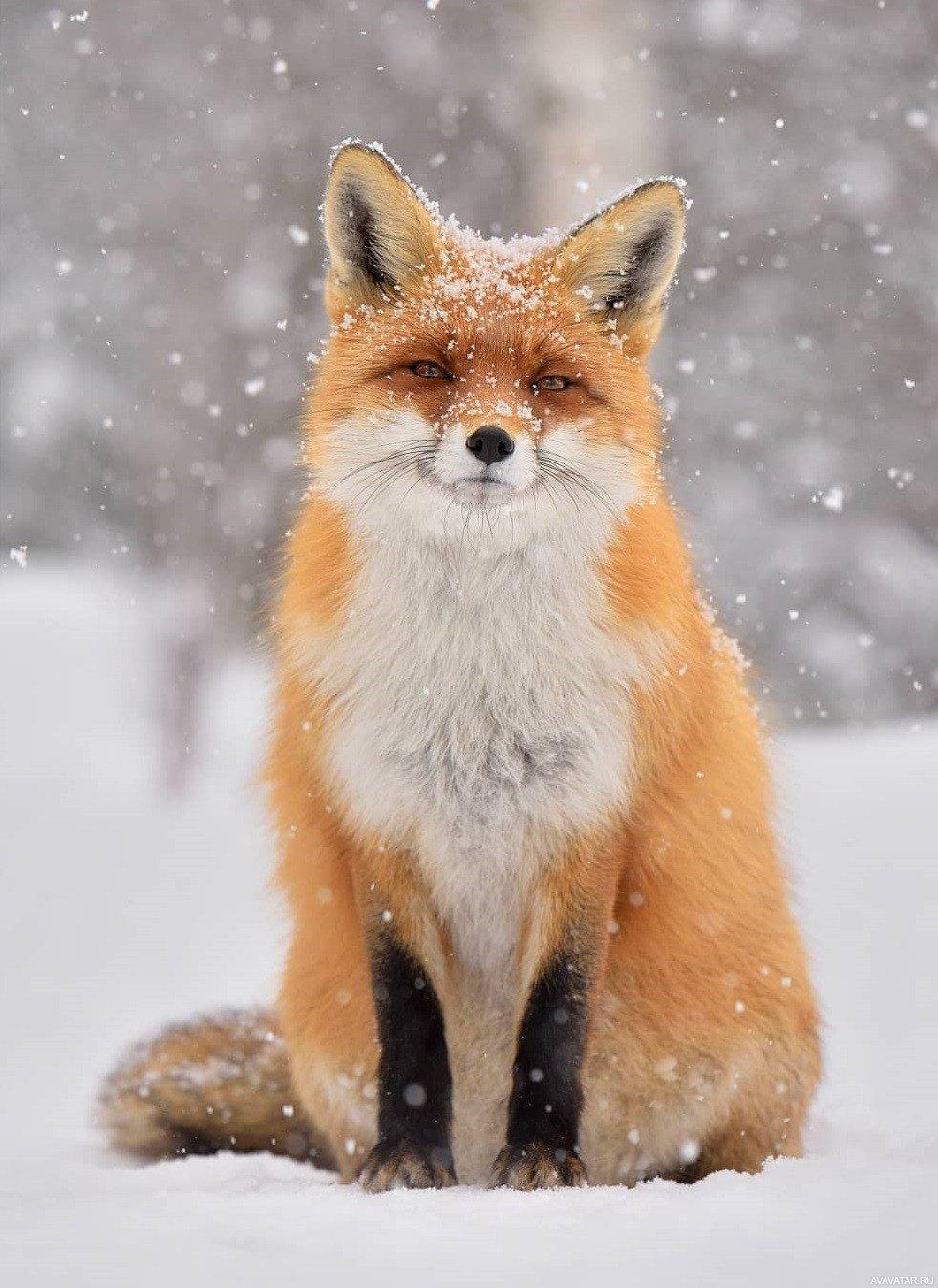 Арты лисы зимой - 61 фото