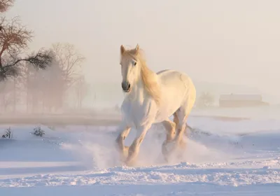Фотография Лошади два Зима снега Животные