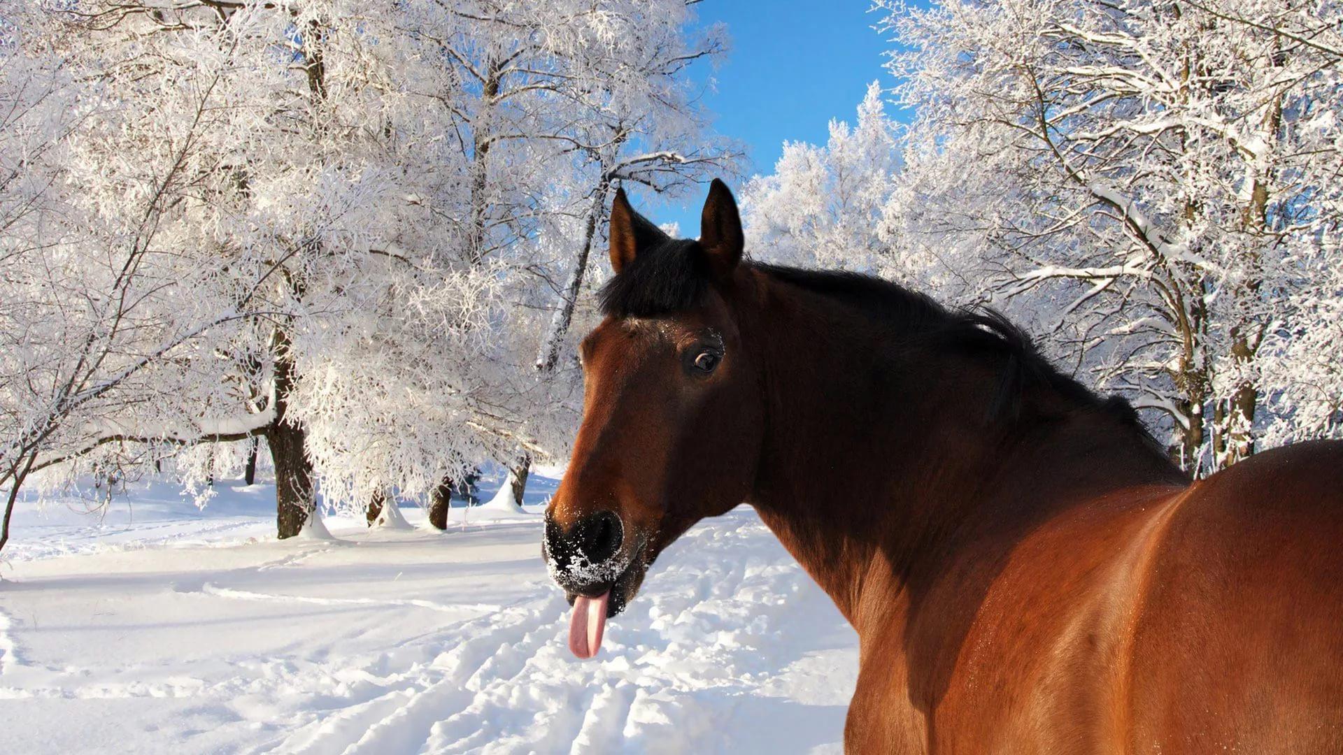 Зимняя фотосессия невесты | Лошадь и девушка фотография, Фотосессия, Лошади