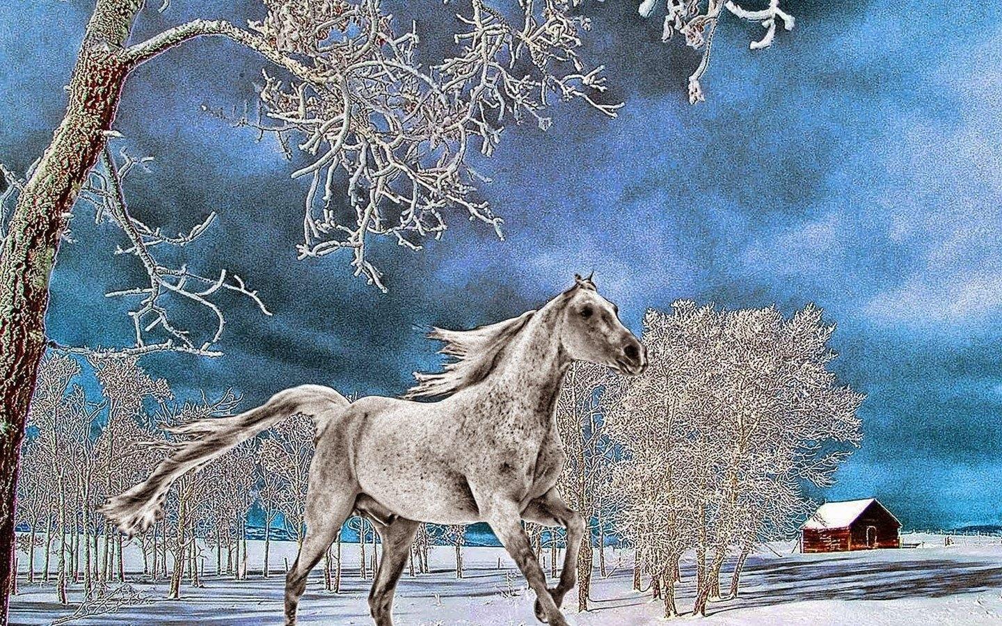 Лошади зимой. Конный фотограф в Красноярске — Любовь Похабова | Лошади,  Фотограф, Любовь