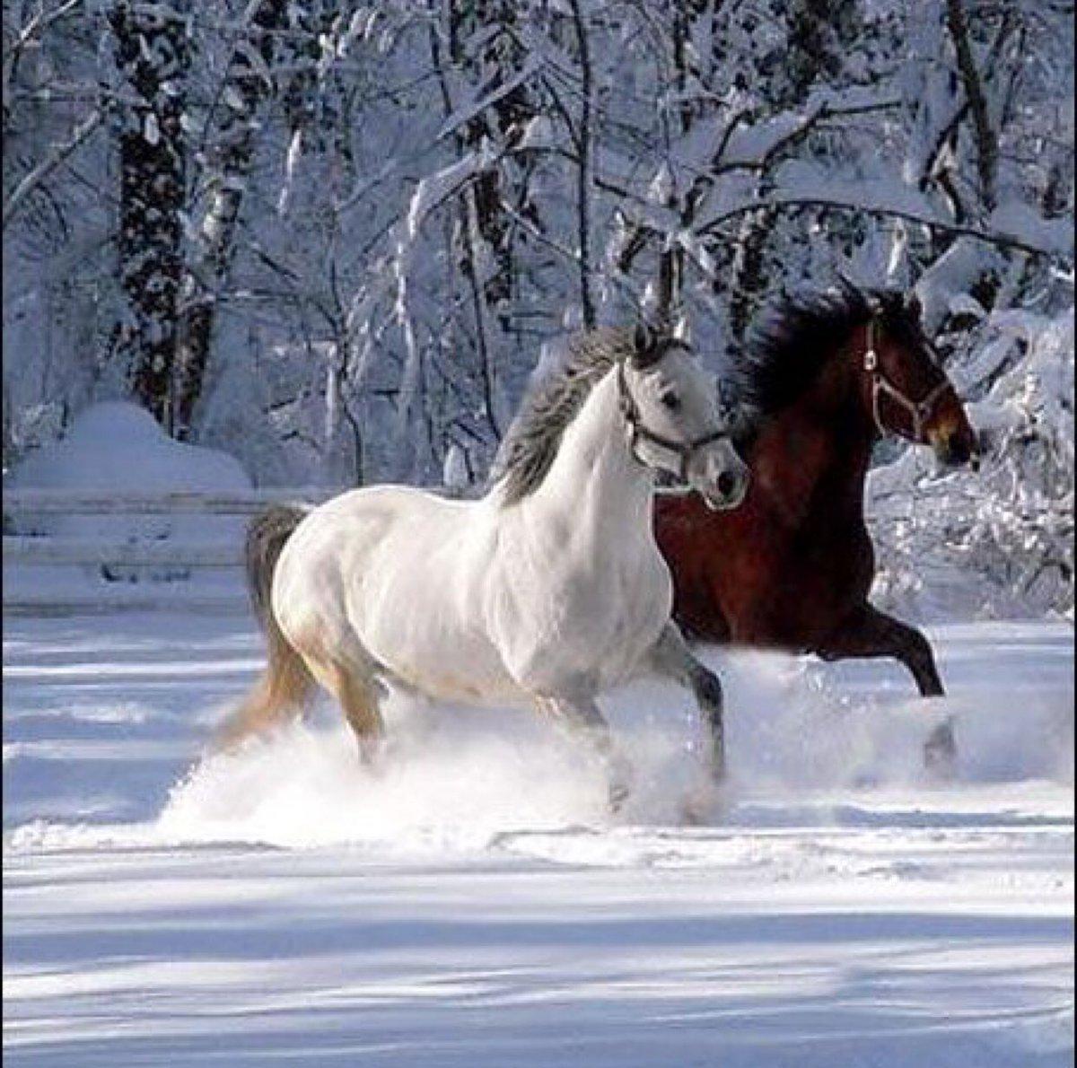 Лошади зимой — Фото №222824