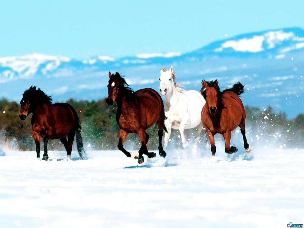Зима-холода: простые советы по сбережению лошади » HORSENOK - новости  конного спорта России и мира