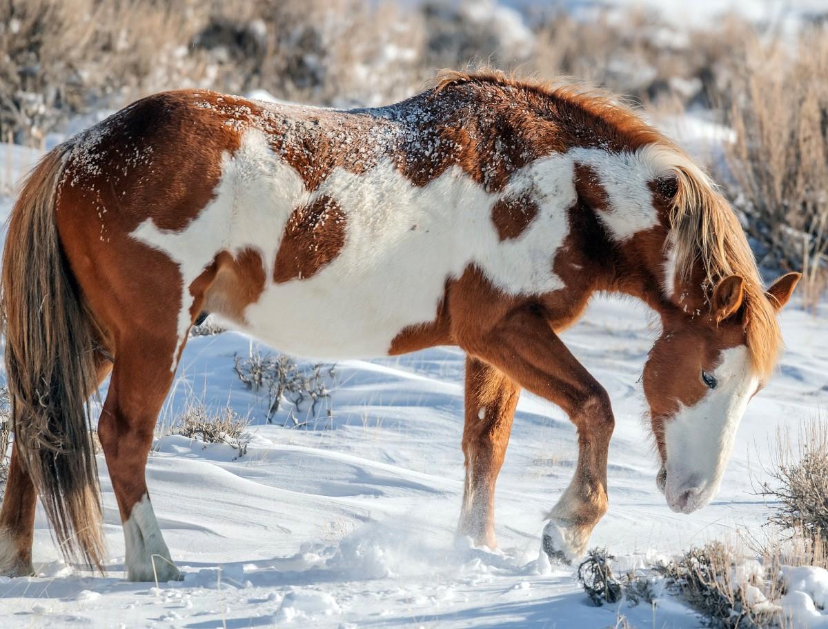 Конь в лесу зимой - 69 фото