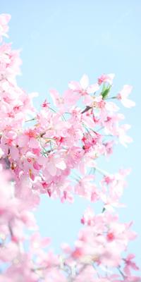 вертикальная версия розовой фотографии картинка весна цветущая вишня  телефон обои Фон И картинка для бесплатной загрузки - Pngtree