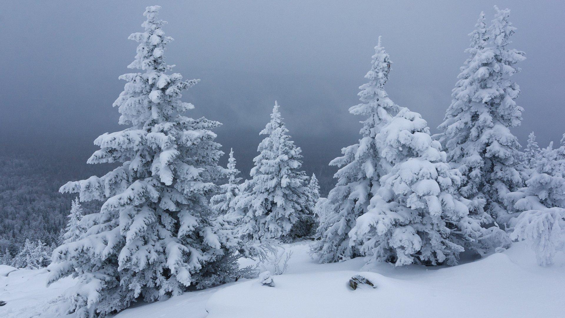 Обои на рабочий стол Зимний пейзаж. Деревья покрытые снегом, на фоне  голубого неба, обои для рабочего стола, скачать обои, обои бесплатно