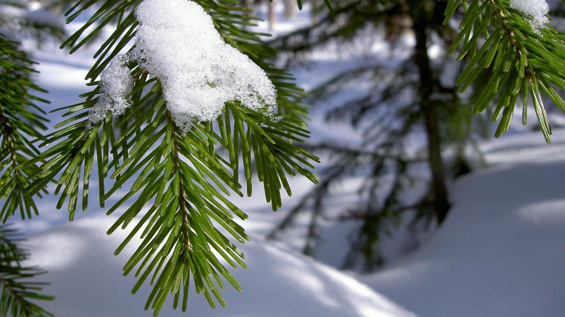 Бесплатные стоковые фото на тему вертикальный выстрел, зима, обои для  мобильного телефона, свежесть, снег, сосновые листья