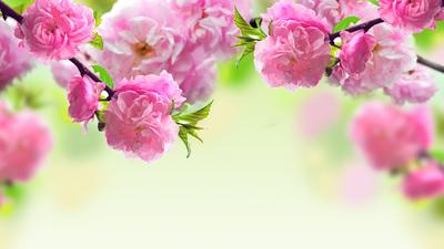 Download HD Color Palette Ideas From Flower Blossom Flowering Plant -  Обложки На Фейсбук Весна Transparent PNG Image - NicePNG.com