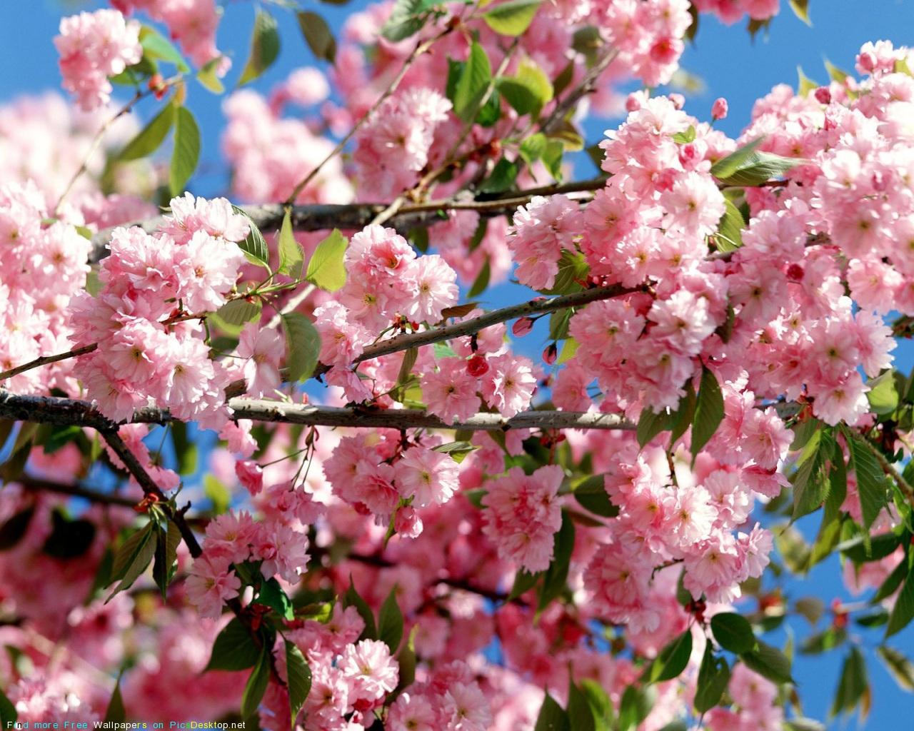 Скачать обои Весенние цветы (Поле, Цветы, Весна) для рабочего стола  1280х1024 (5:4) бесплатно, Фото Весенние цветы Поле, Цветы, Весна на рабочий  стол. | WPAPERS.RU (Wallpapers).