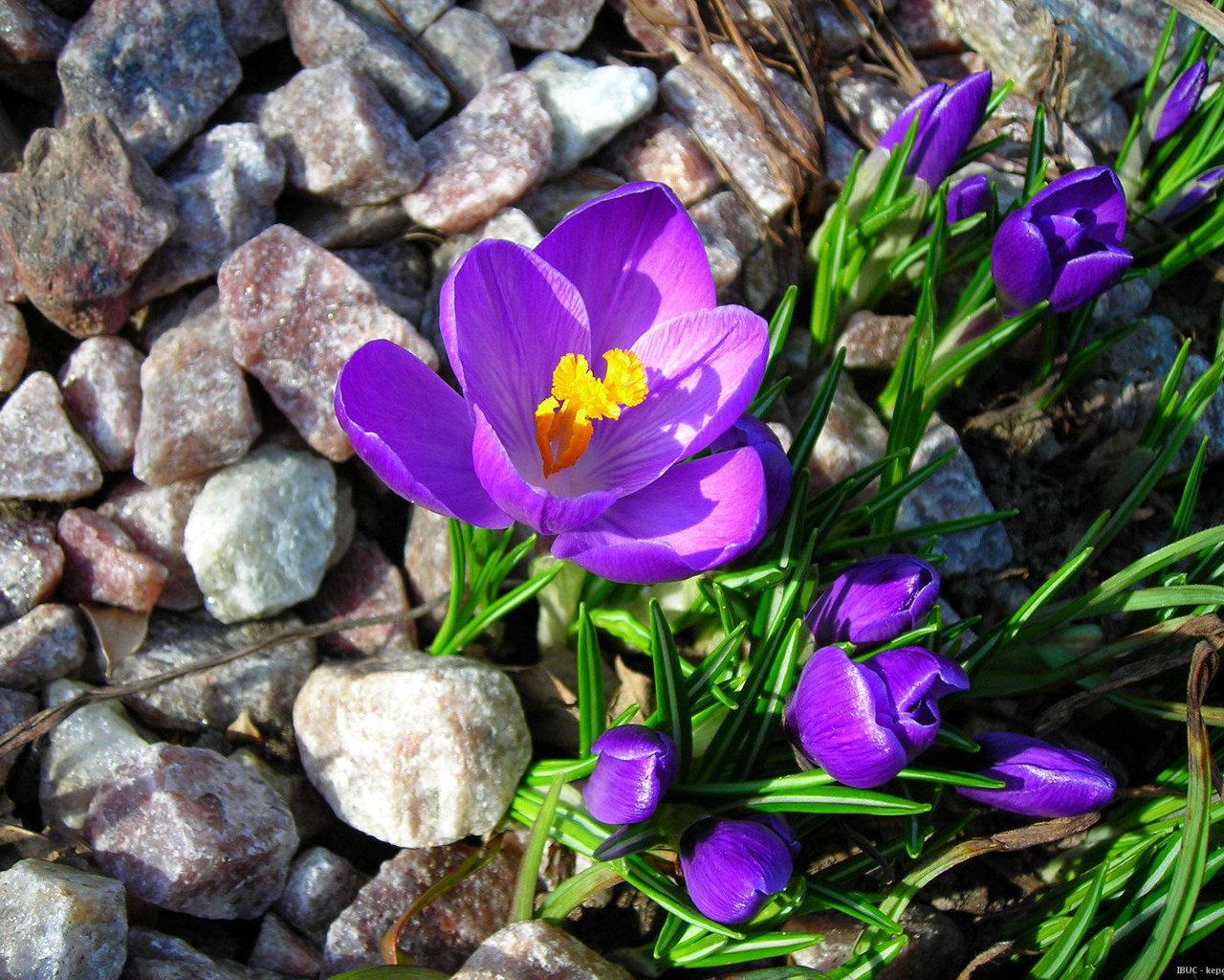 Природа, Весна - Красивые Бесплатные фото обои для рабочего стола windows  #82
