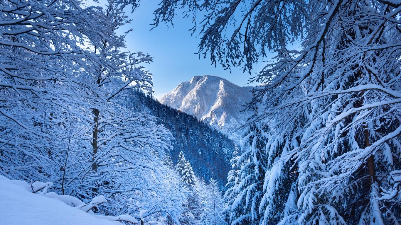 Картинки зима, снег, лес, природа - обои 1366x768, картинка №433273