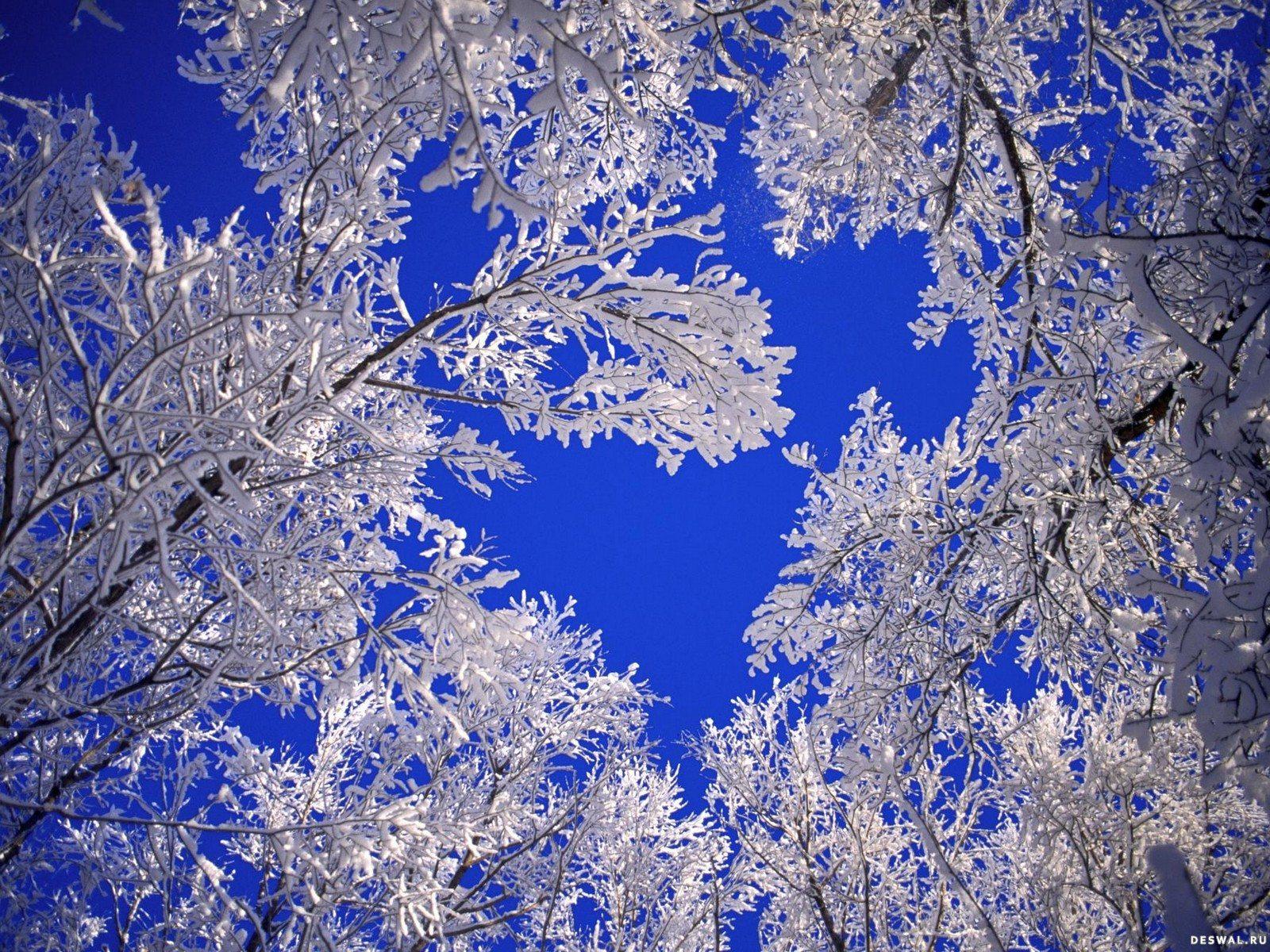 Фото 157. : природа - зима для рабочего стола 1600x1200