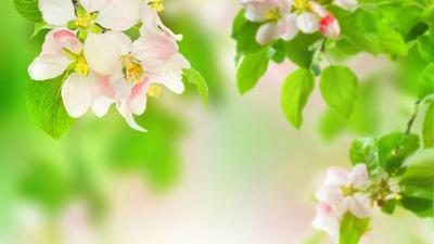 Красивые картинка на рабочий стол: Цветы, Натюрморт, Весна | Скачать Лучшие  Бесплатно обои
