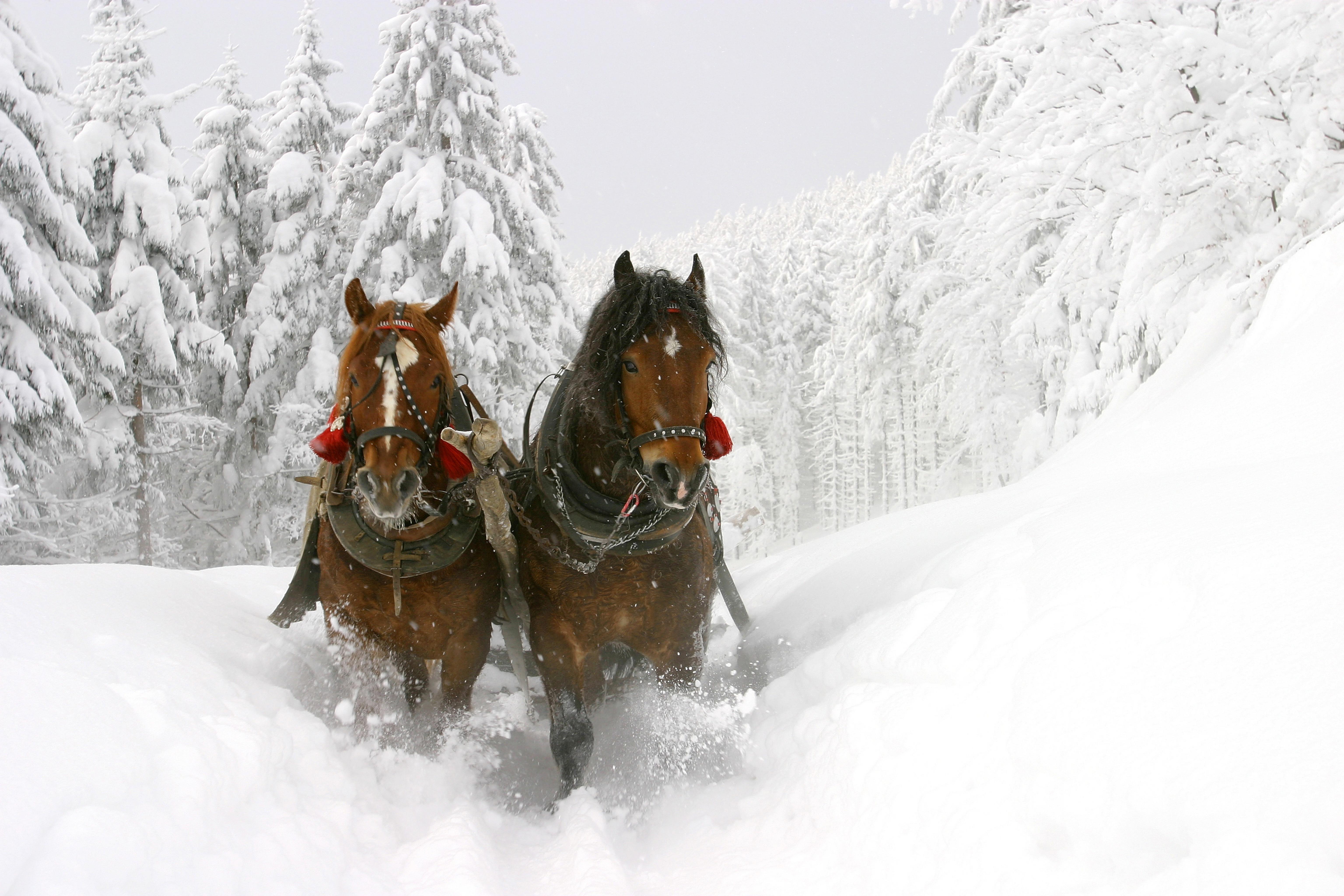 Фотография Лошади два Зима снега Животные 6144x4096
