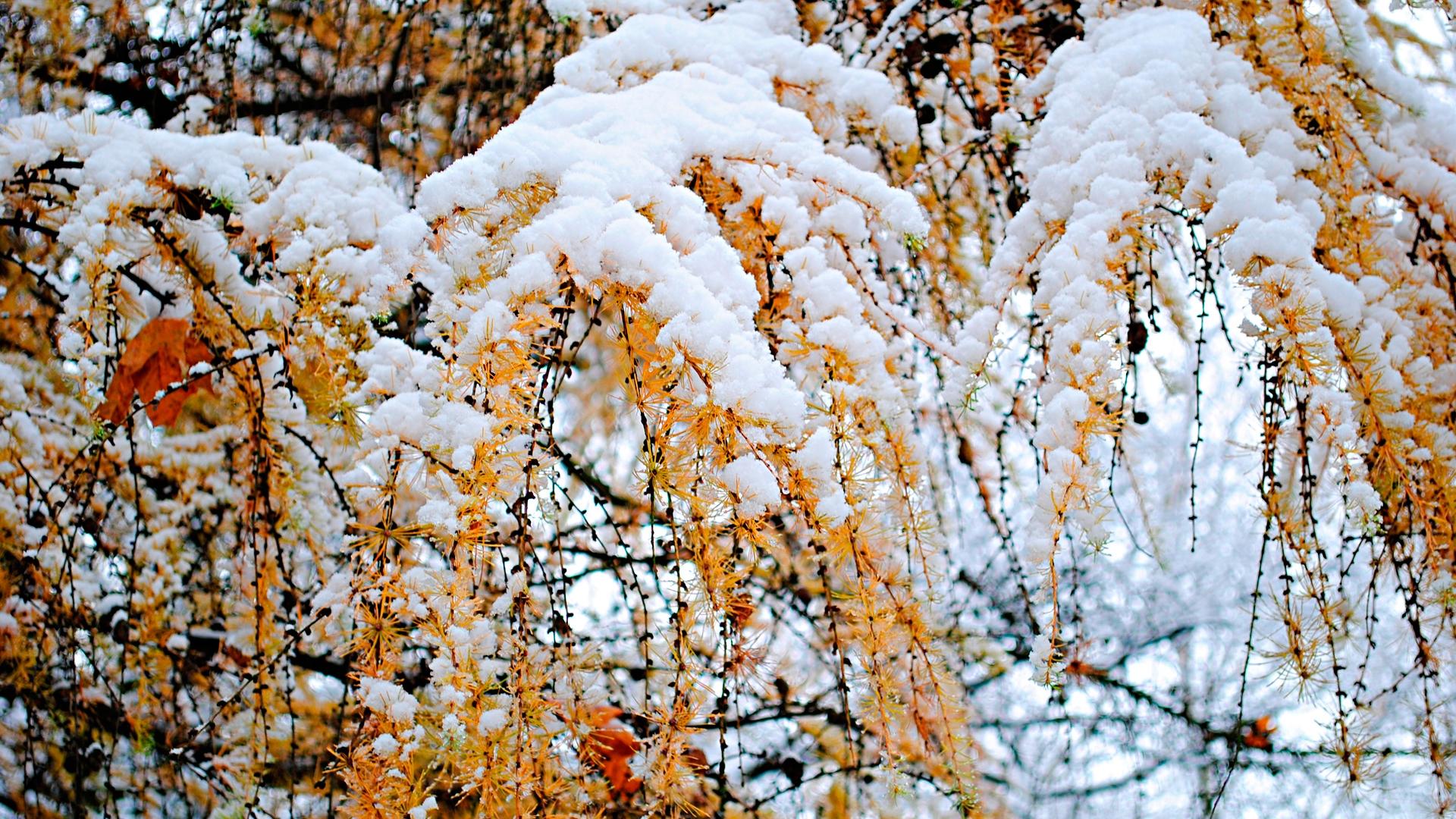 Начало зимы картинки - 73 фото