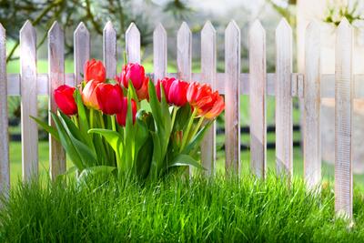 Скачать обои трава, цветы, забор, весна, тюльпаны, grass, nature, fence,  раздел цветы в разрешении 7325x4888
