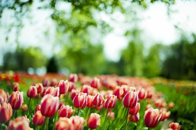 Картинка Тюльпаны весенние Цветы