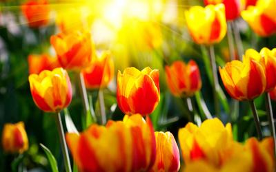 Картинки цветы, тюльпаны, светл, весна, весенние обои, солнце, лучи, сад,  парки, фото, природа, красивые обои для рабочего стола - обои 1280x800,  картинка №7959