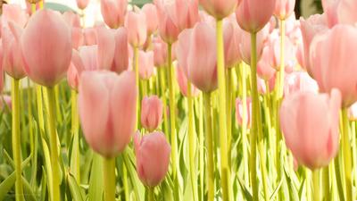 Весна цветы, тюльпаны фото, обои на рабочий стол