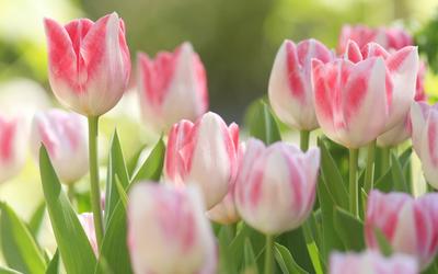 розовые тюльпаны обои, обои, рабочий стол, фон из розовых тюльпанов с белой  каймой фон картинки и Фото для бесплатной загрузки