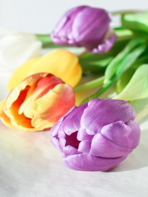 Цветы плантация, тюльпаны, красный, тропа, весна фото, обои на рабочий стол