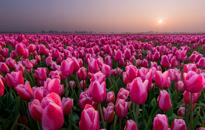 Весна тюльпаны (69 фото) - 69 фото