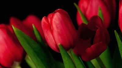 Обои тюльпаны, цветы, яркие, букет, весна картинки на рабочий стол, фото  скачать бесплатно