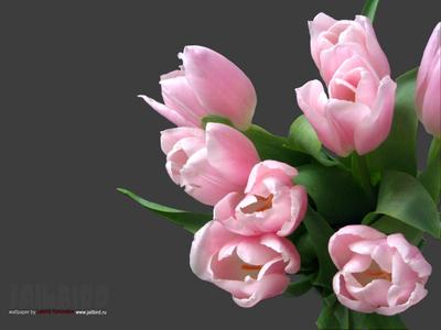 Цветы – тюльпаны, качественные широкоформатные обои для рабочего стола Full  HD 1920x1200