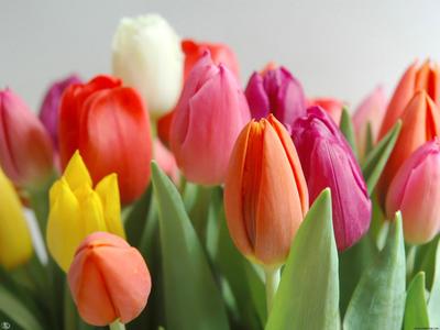 Весенний букет ярких тюльпанов - обои на рабочий стол