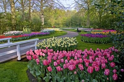 Весенние разноцветные тюльпаны - обои для рабочего стола, картинки, фото