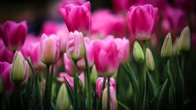 Обои цветок, цветы, природа, весна, тюльпаны, красивые на телефон и рабочий  стол, раздел цветы, разрешение 1920x1440 - скачать